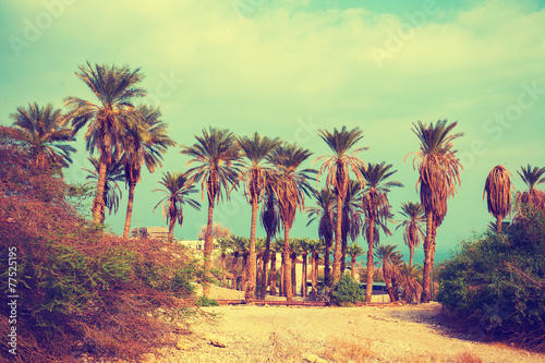Vintage landscape with date palm trees in Ein Gedi Reserve in Is