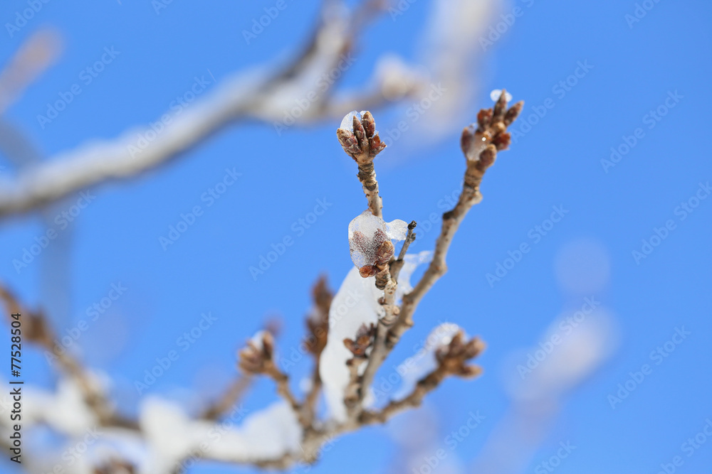 凍りついた桜の蕾