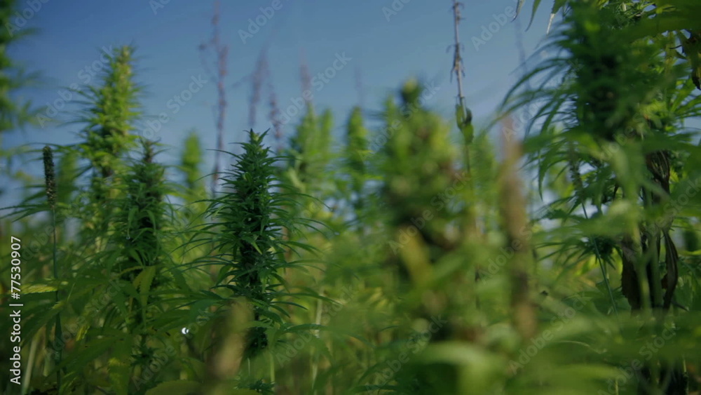 Growing field of large industrial hemp Growing field of large industrial hemp