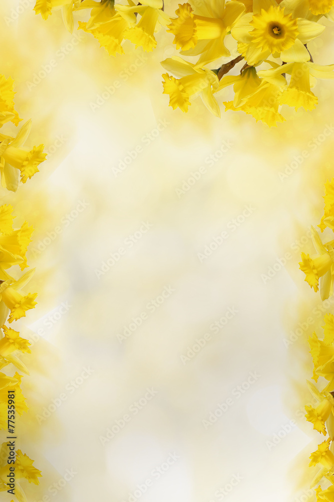background with Yellow daffodils, for Your text background with Yellow daffodils, for Your text