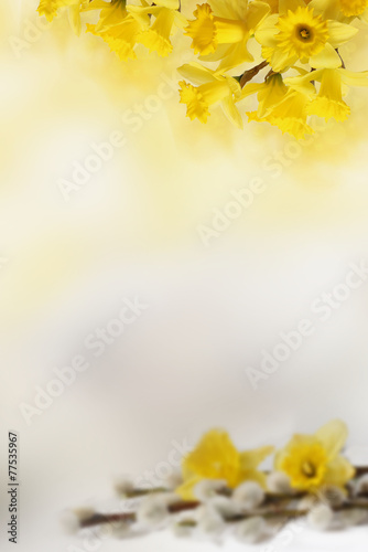 Fototapeta Naklejka Na Ścianę i Meble -  background with Yellow daffodils, for Your text