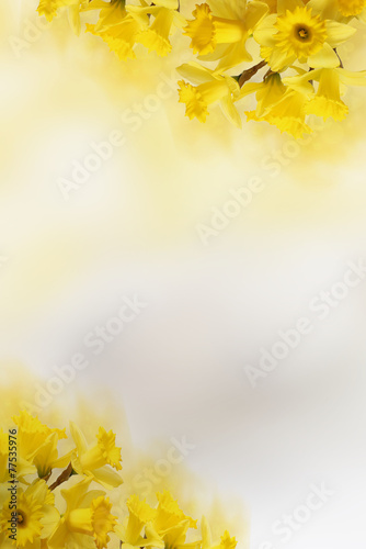 Fototapeta Naklejka Na Ścianę i Meble -  background with Yellow daffodils, for Your text
