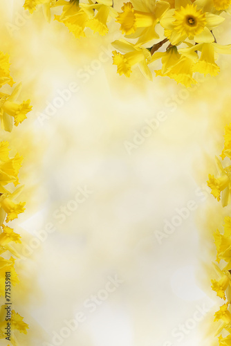 background with Yellow daffodils, for Your text