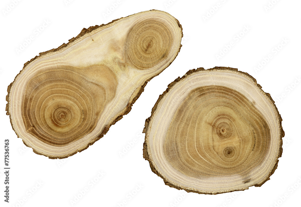 Obraz premium Cut wood