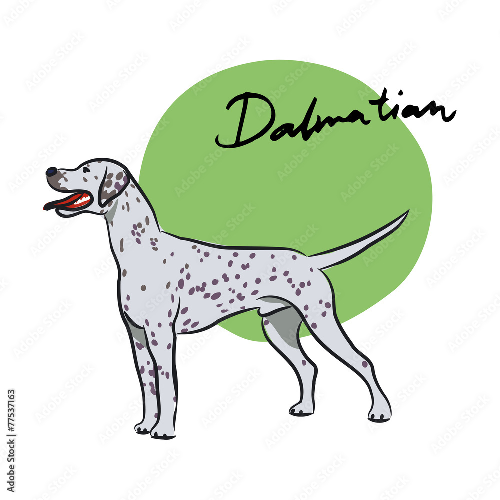 Dalmatian, vector illustration