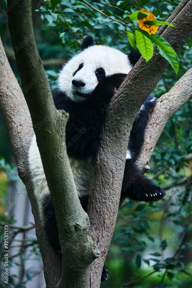 Obraz premium Panda bear Sichuan China