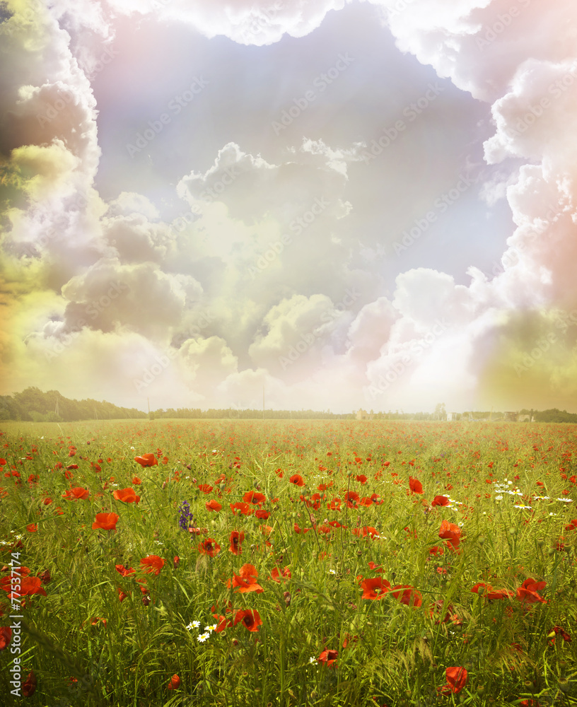 Obraz premium Poppy flowers