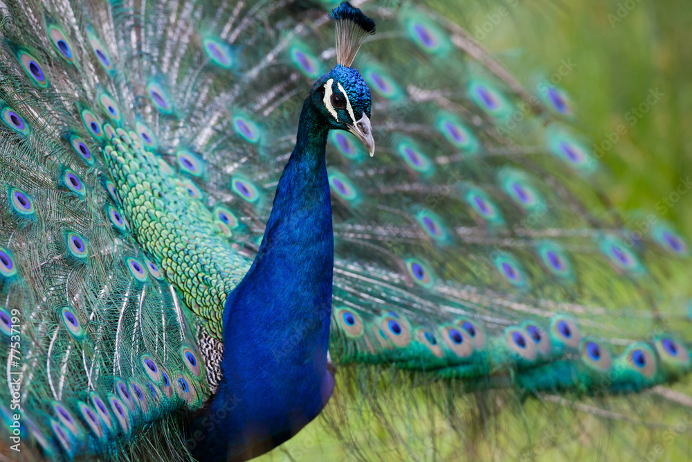 Fototapeta premium paon roue