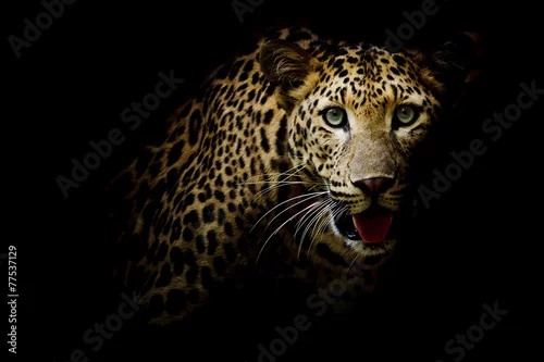 Obraz Zamyka w górę portreta lampart z intensywnymi oczami