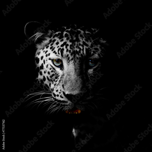 Leopard portrait #77537162