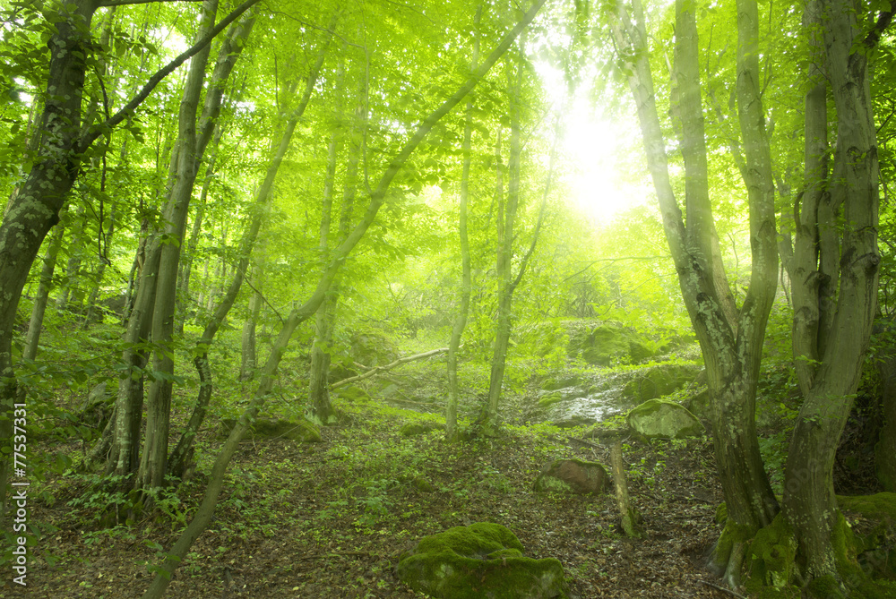 Obraz premium Forest