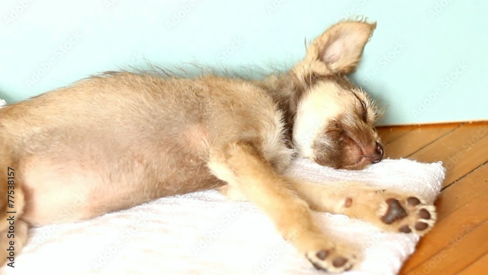 fluffy puppy sleeping fluffy puppy sleeping