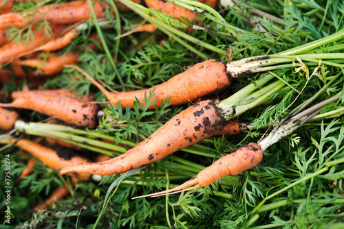 Fresh harvested bio carrots