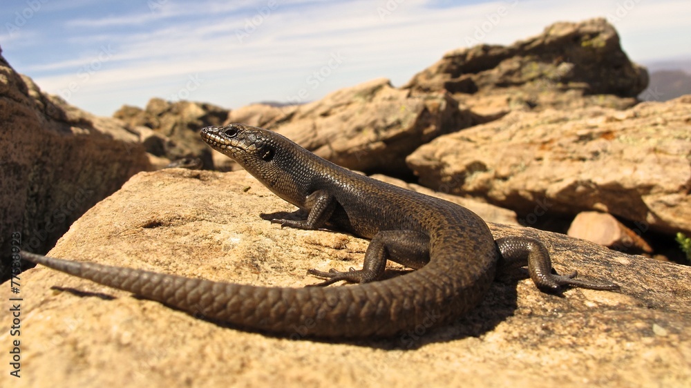 Obraz premium Lizard at Lucky Bay, Cape Le Grand NP, West Australia