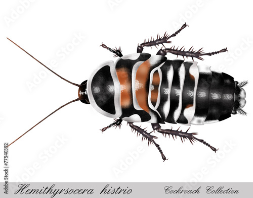 cockroach hemithyrsocera histrio photo