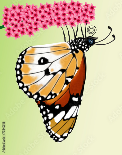 butterfly, danaus chrysippus