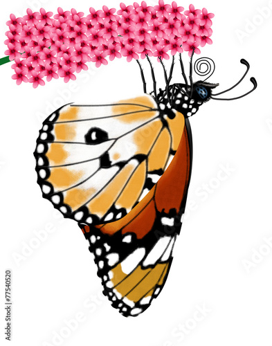 фотографія butterfly, danaus chrysippus