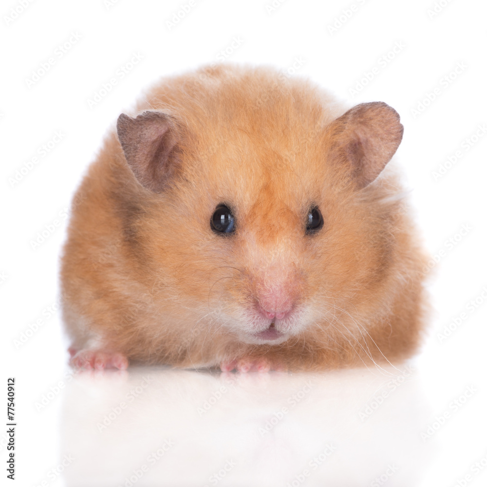 syrian hamster close up