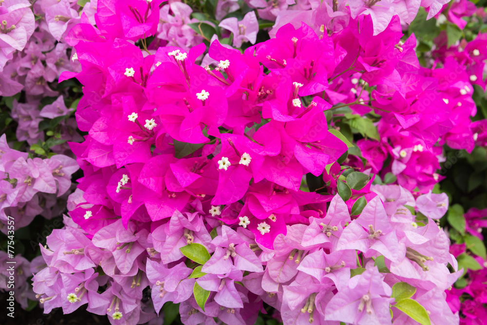 pink bougainvillea  flowers