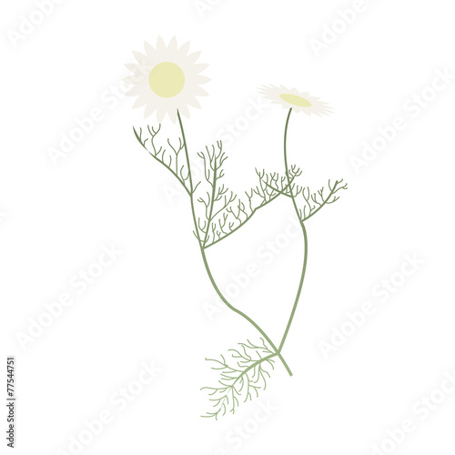 Camomille