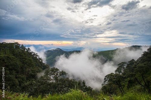 Cloud in the tropical forest