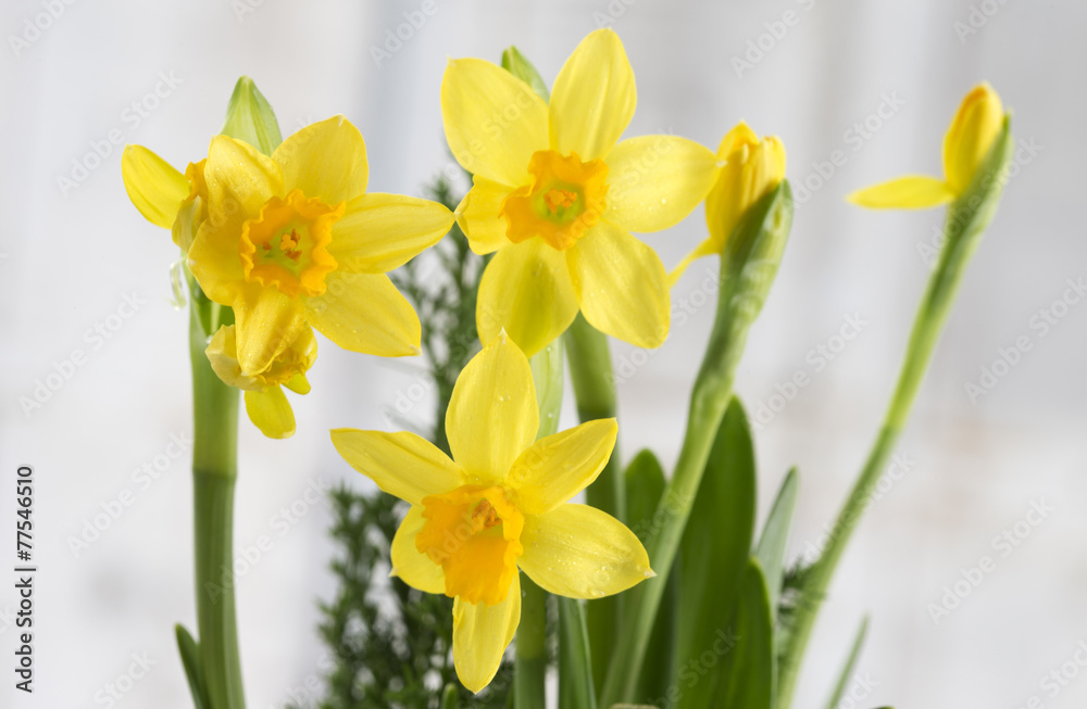 des jonquilles de Printemps des jonquilles de Printemps