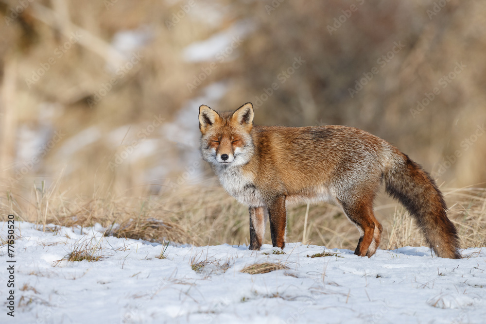 Red fox in wintertime Red fox in wintertime