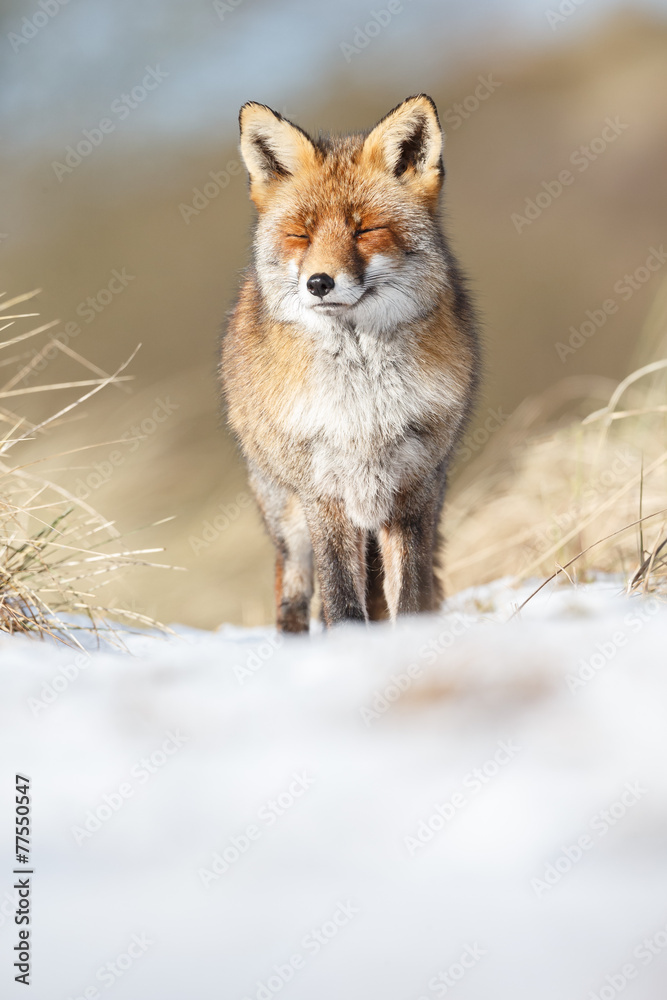 Fototapeta premium Red fox in wintertime
