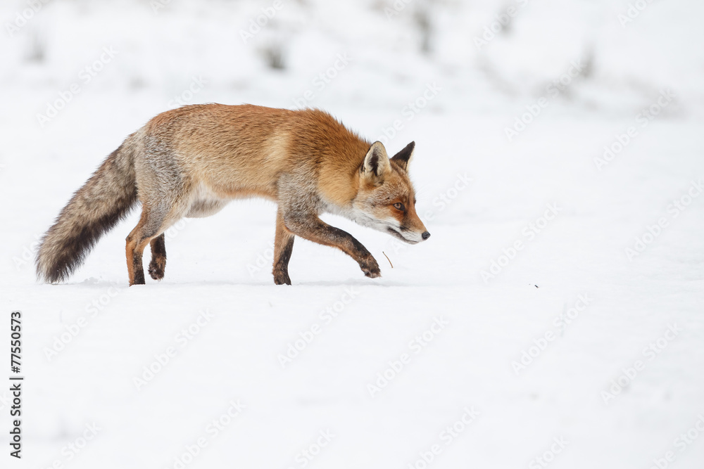 Red fox walking through the snow Red fox walking through the snow