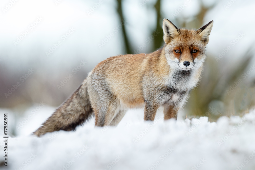 Red fox standing in a winter landscape Red fox standing in a winter landscape