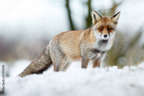 Red fox standing in a winter landscape