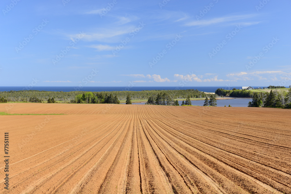 Plowed Field on Prince Edward Island