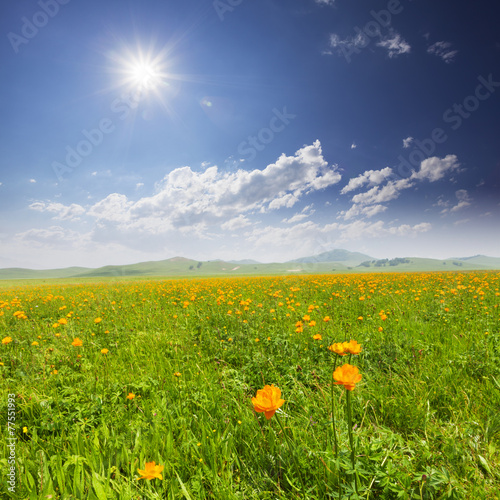 cloudscape,meadow and wildflowers in spring