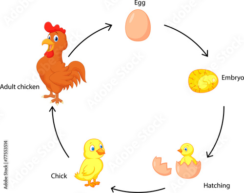 Life cycle of a chicken for kids