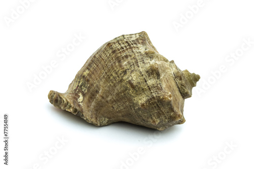 Seashell