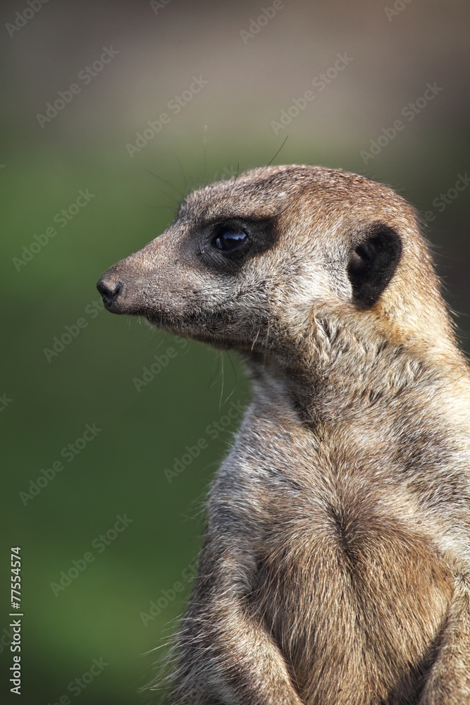 Obraz premium Erdmännchen (Suricata suricatta)