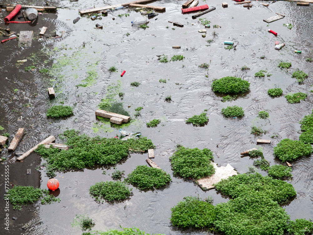 Verschmutztes Wasser mit Müll und grünen Pflanzen Stock Photo | Adobe Stock