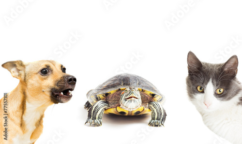 Photography turtle, a cat and a dog on a white background isolated