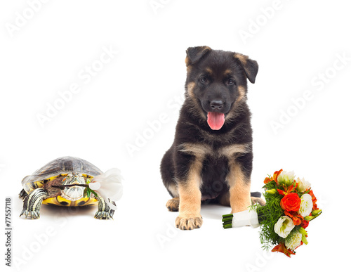 turtle and a German Shepherd puppy with flowers on a white backg