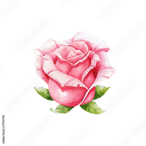 Pink watercolor rose