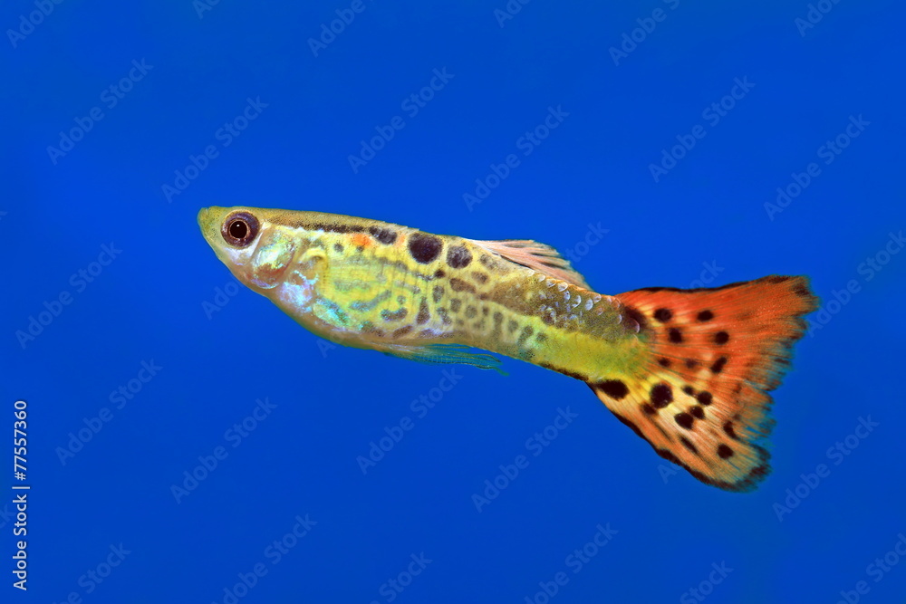 Fototapeta premium Aquarian fish of the guppy