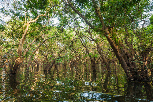 Flooded trees in mangrove rain forest