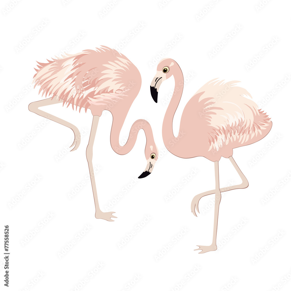 Pair of pink flamingos