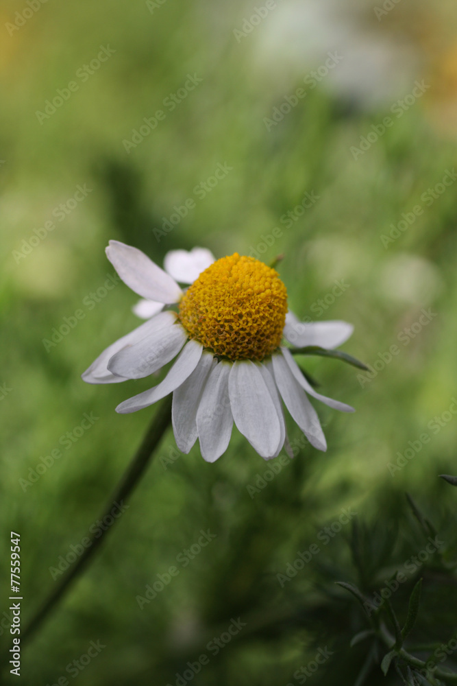 Obraz premium Chamomile