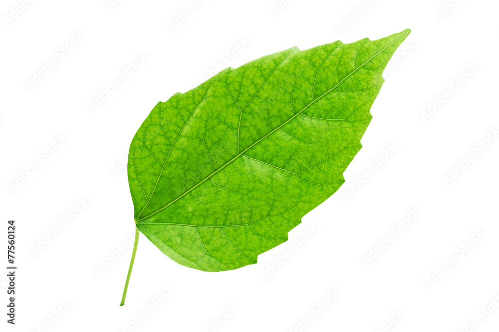 Fototapeta premium Green leaf close-up