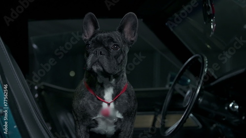 French bulldog sitting in blue Corvette and looking around photo