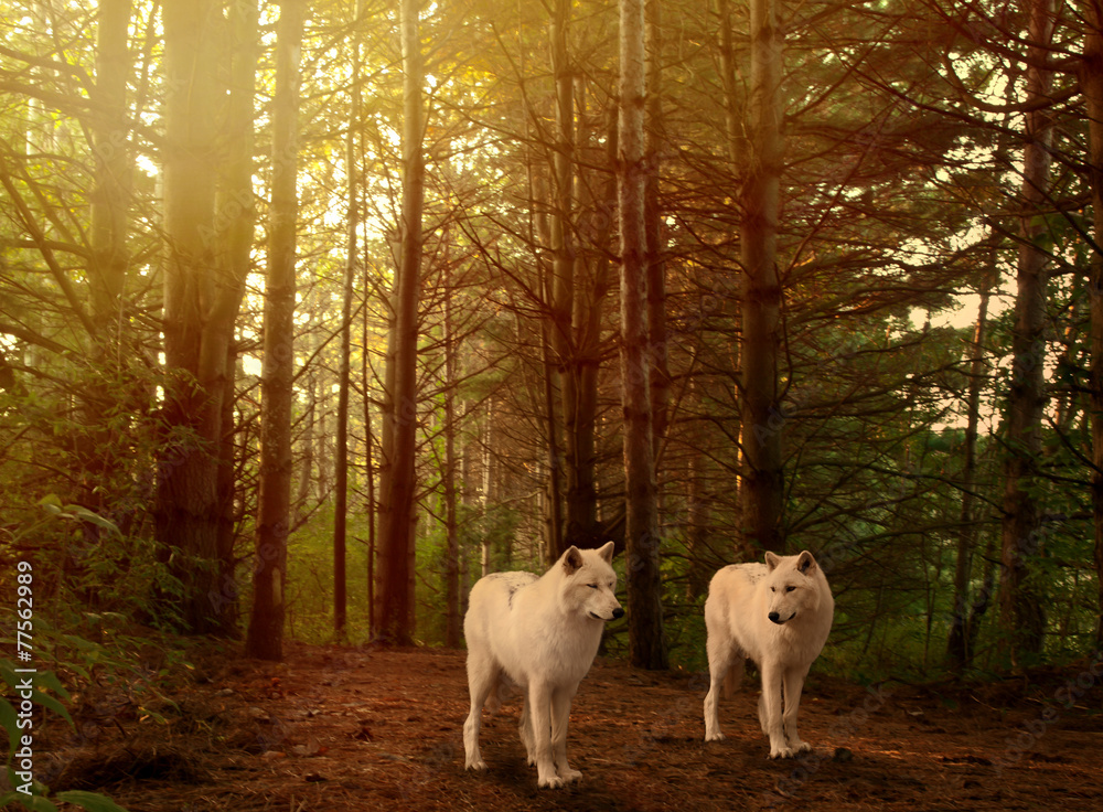 Fototapeta premium wolves in woods