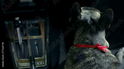 Woman fondles french bulldog during the night drive photo