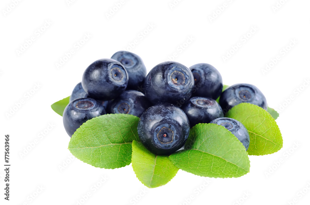 blueberry branch blueberry branch