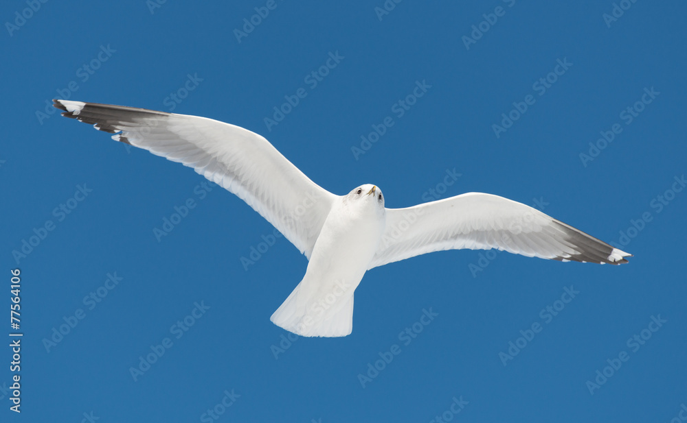 Obraz premium big white bird fly